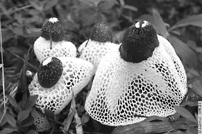 竹荪朵朵 长宁竹海遍开金花(图)